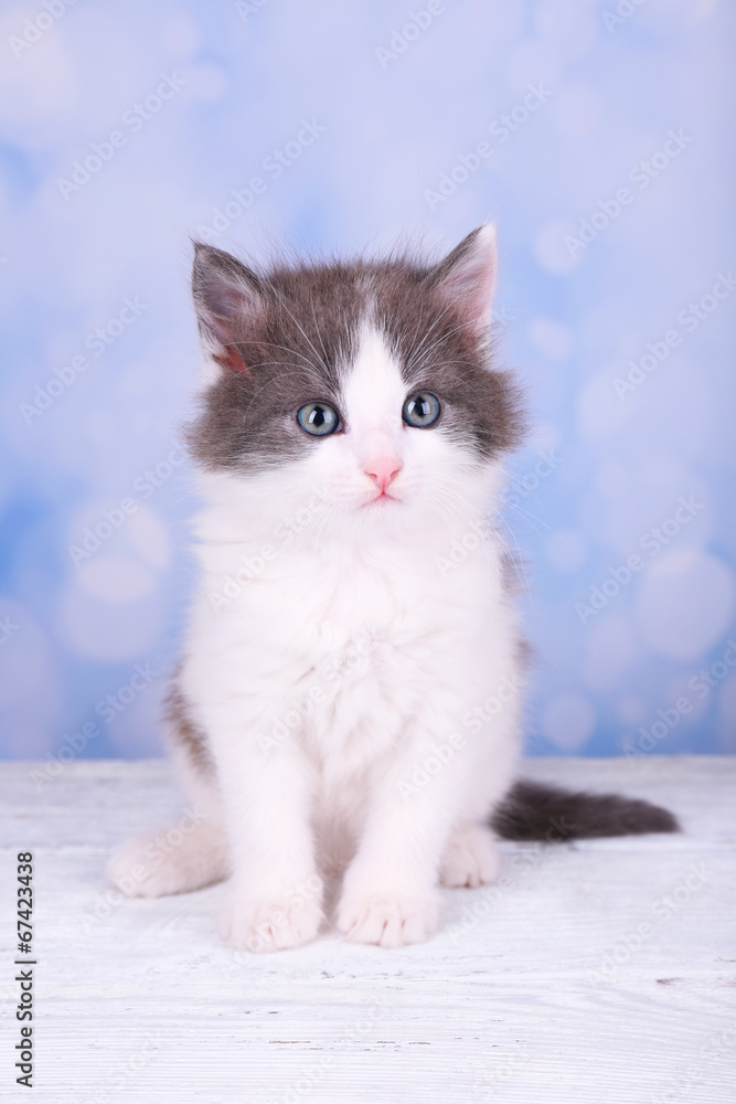 Cute little kitten sitting on wooden board, on light background