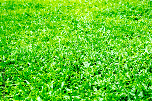 Green grass texture.