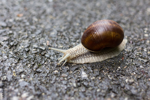 A small snail moving slowly with his house