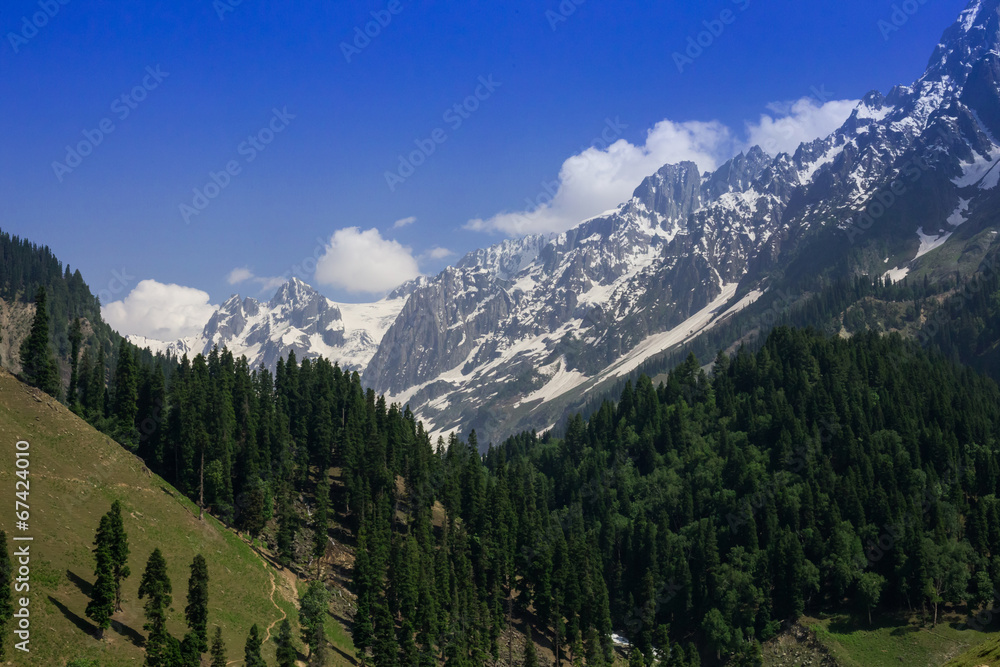 Fototapeta premium Snow mountain with pine forest