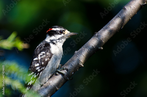 Downy Woodpecker Perched on a Branch © rck