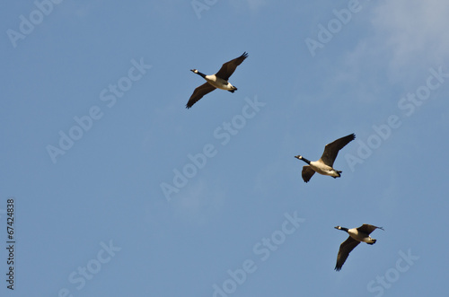 Three Canada Geese Flying in Blue Sky