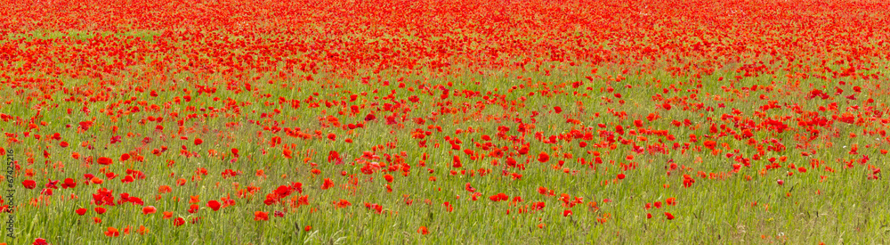 Field of red poppies (Papaver rhoeas)
