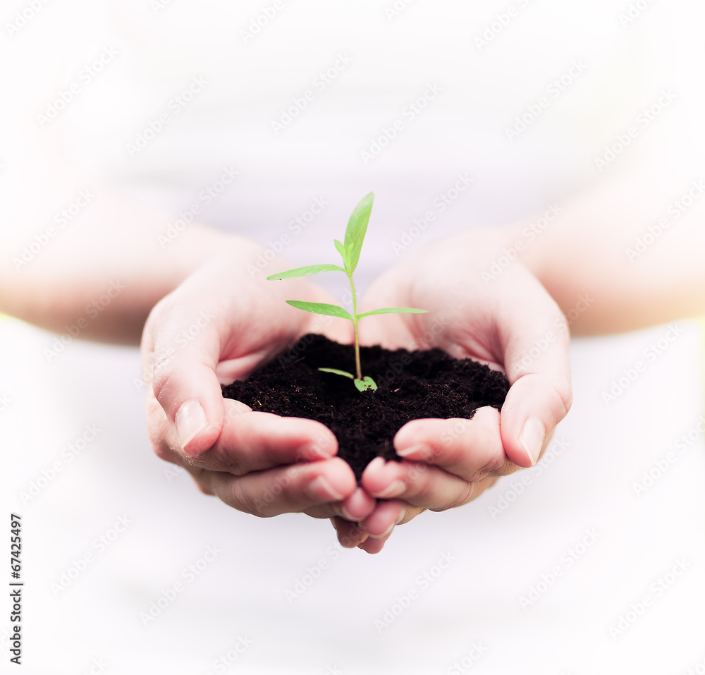 new life, plant in hands - grass background new life, plant in hands - grass background