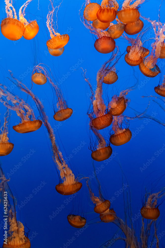 Fototapeta premium Sea Nettle Jellyfish background