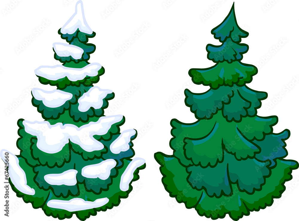 Illustration of cotifer tree. Isolated Illustration of cotifer tree. Isolated