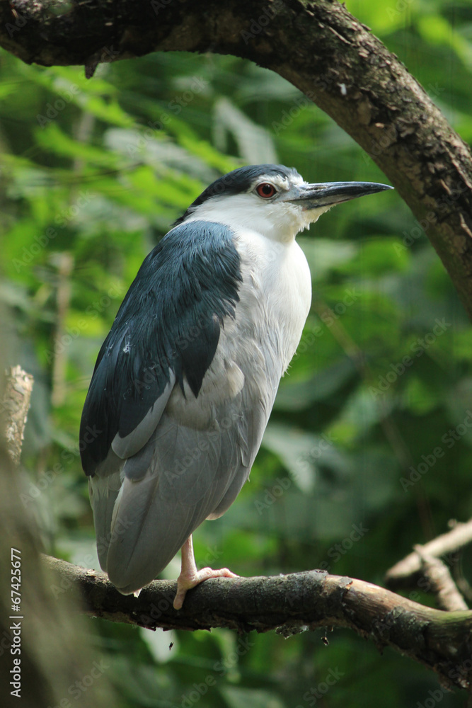 Fototapeta premium Nachtreiher (Night Heron) Nycticorax nycticorax