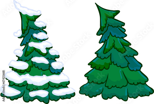 Illustration of cotifer tree. Isolated