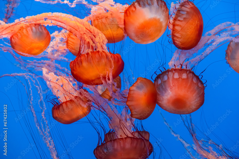 Obraz premium Sea Nettle Jellyfish background