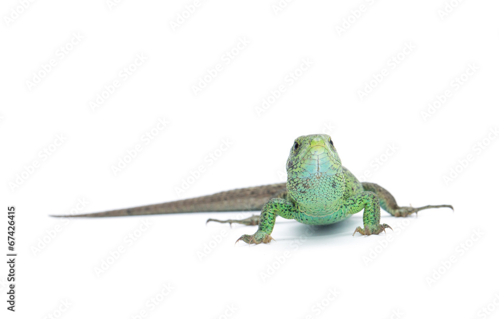 Fototapeta premium Lizard