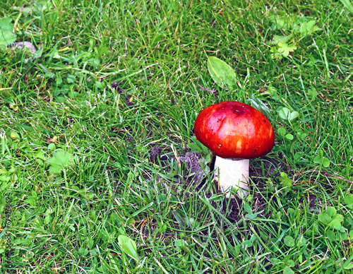 Fotografía Red russule mushroom