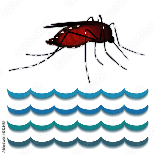 Mosquito, Standing Water