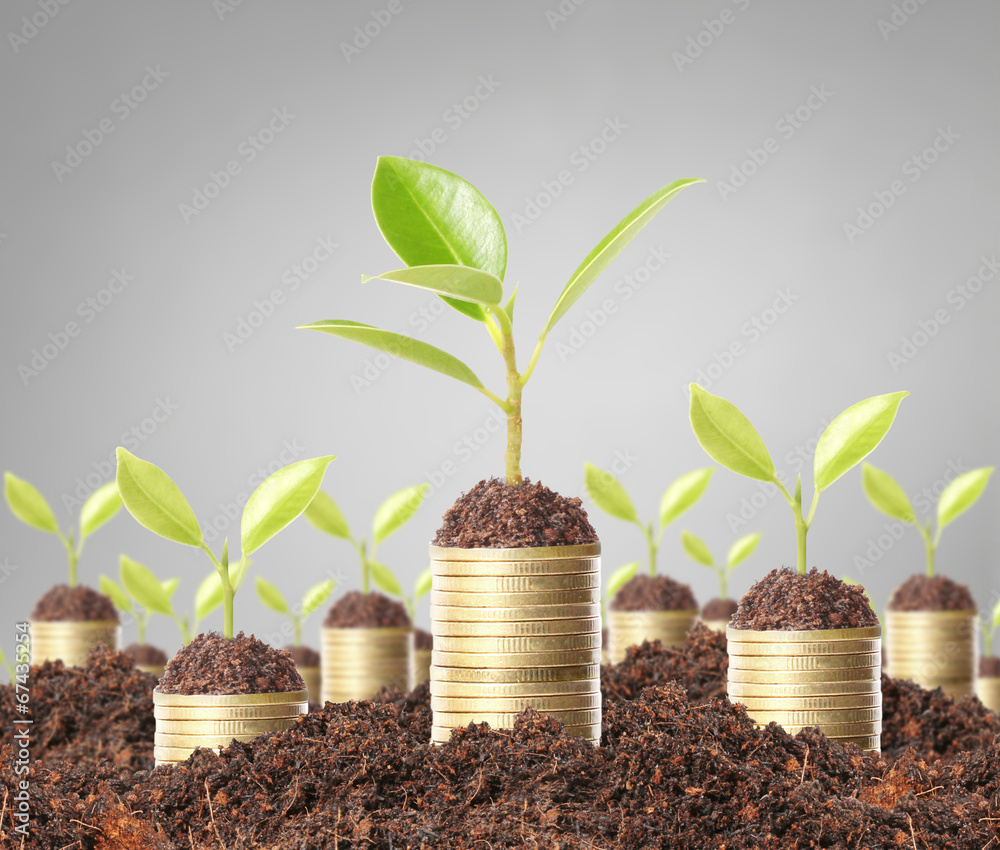 green plant on gold coins green plant on gold coins