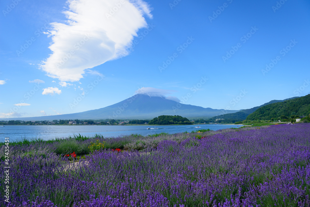Fototapeta premium Mt. Fuji and Lavender at Lakeside of Kawaguchi