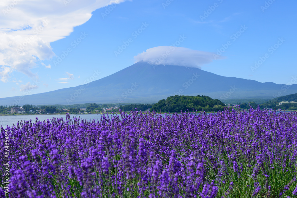 Naklejka premium Mt. Fuji and Lavender at Lakeside of Kawaguchi