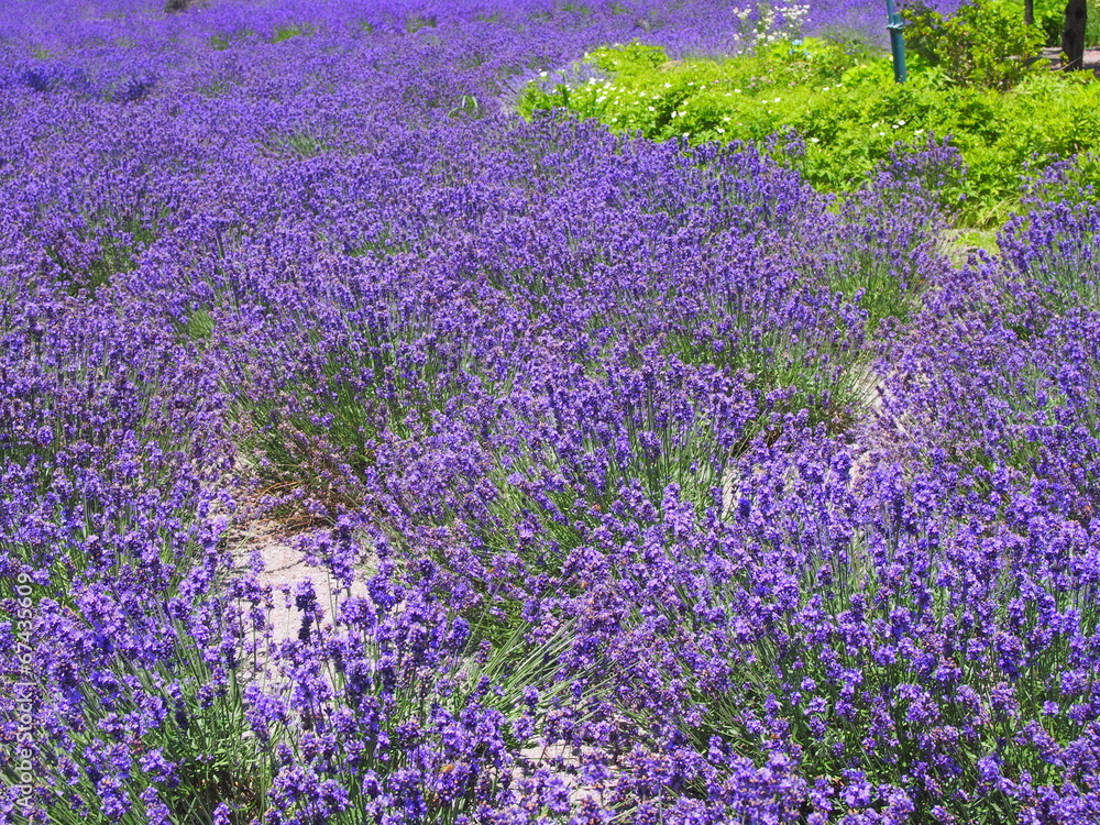 Obraz premium Lavender in the Yagisaki Park at Lakeside of Kawaguchi