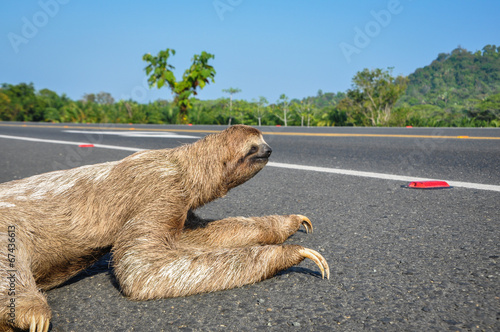 Sloth crossing the Road at Costa Rica.