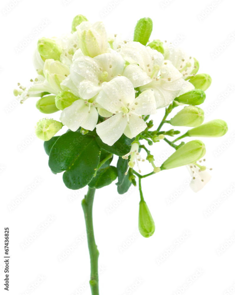murraya exotica, buis de l'inde, jasmin de Chine murraya exotica, buis de l'inde, jasmin de Chine