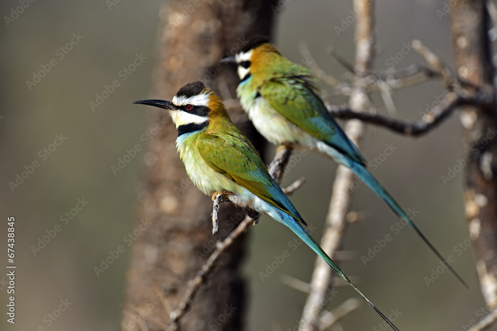 Obraz premium european bee-eater