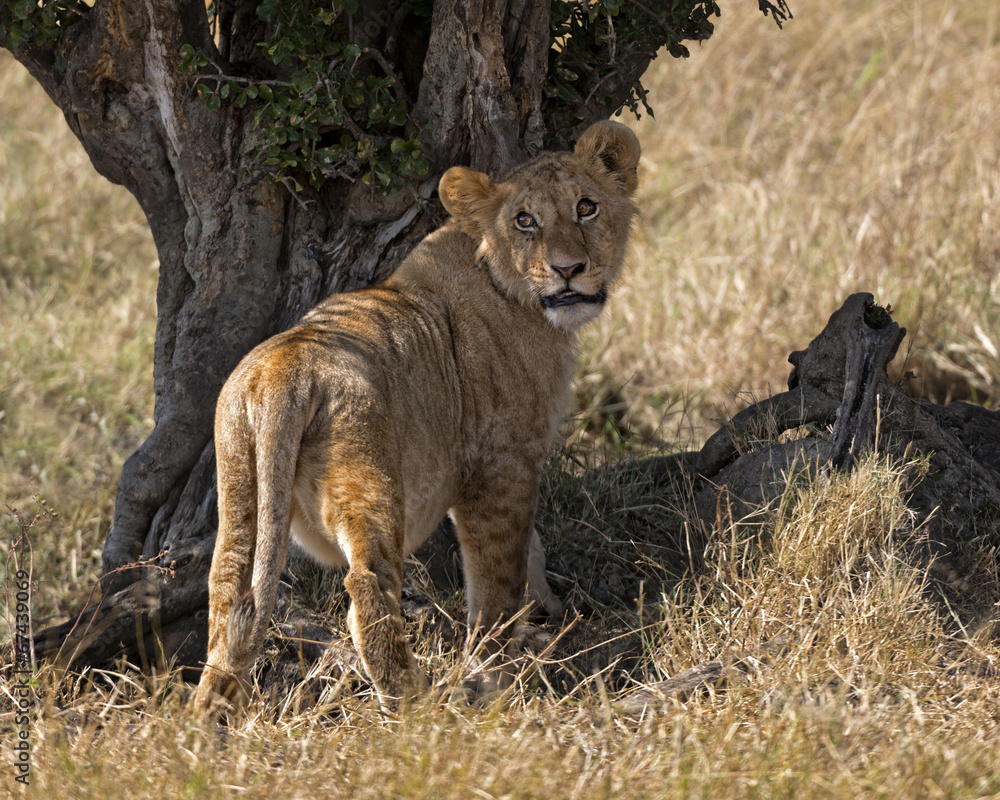 Obraz premium Lion enjoying shadow