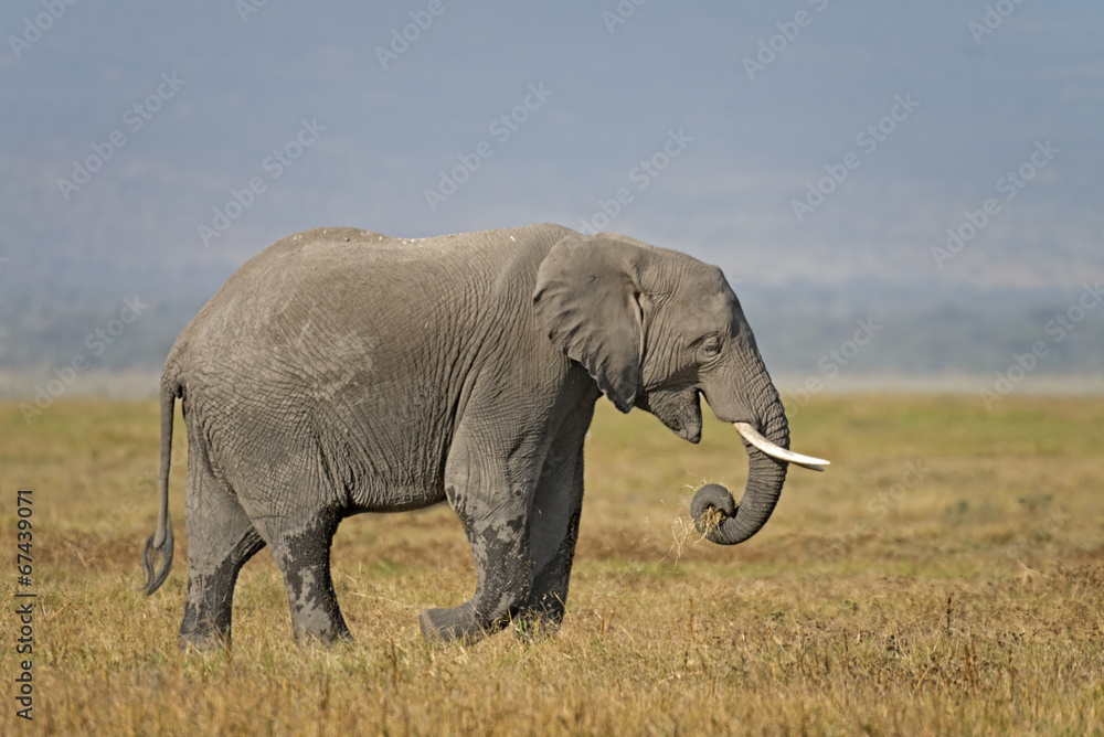 African Bush Elephant