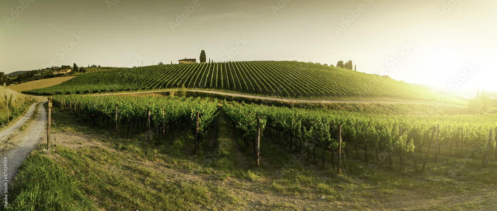 Fototapeta premium Winnice w Toskanii
