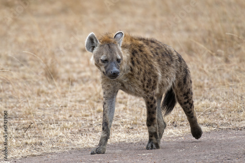 hyena walking along country road © gator