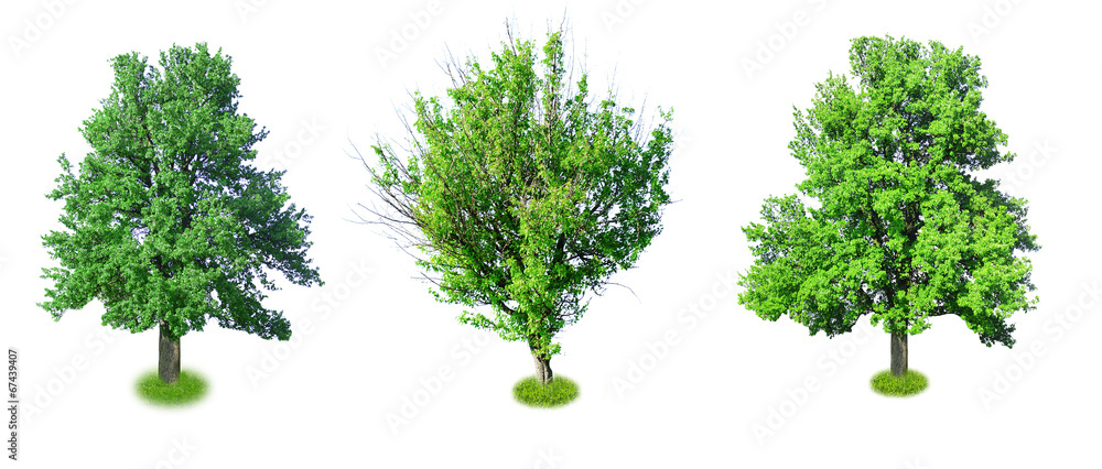 Collage of big old trees isolated on white Collage of big old trees isolated on white