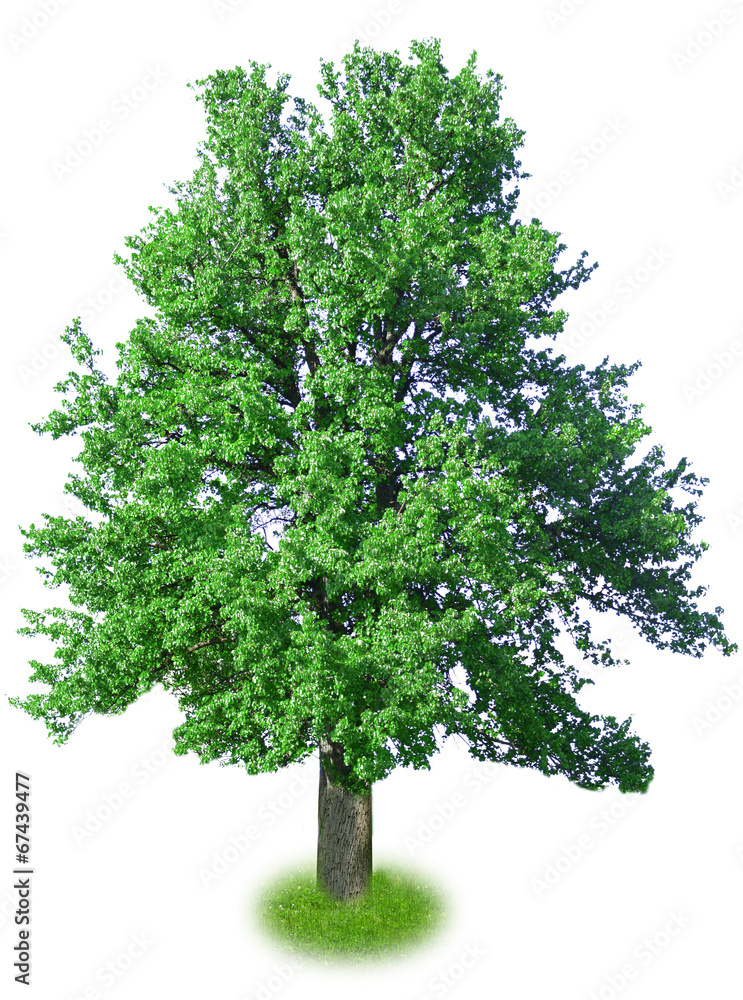 Single big tree isolated on white Single big tree isolated on white