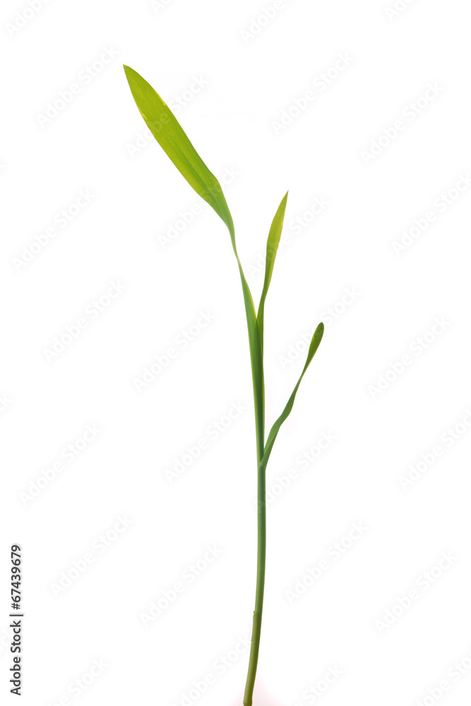 Fototapeta premium Young green corn plant sprout