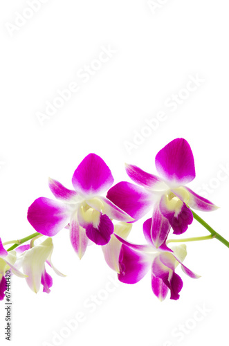 Wallpaper Mural Purple orchid flower isolated white background Torontodigital.ca