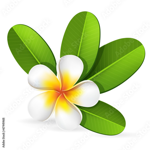 Frangipani flower