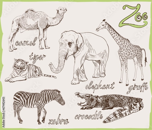 animals from the zoo
