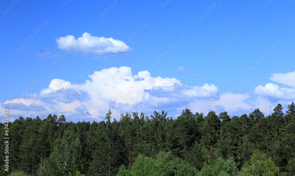 облака и синее небо над лесом