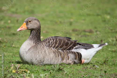 Goose Body Sitting
