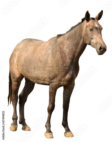 horse isolated on white