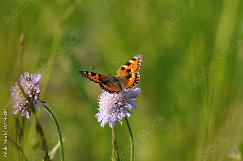 Schmetterling