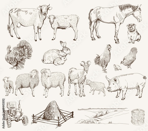 farm animals