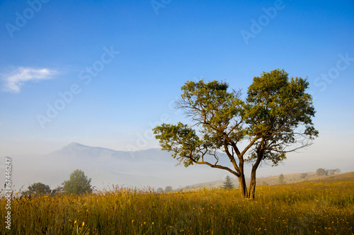 Magic tree in the early morning