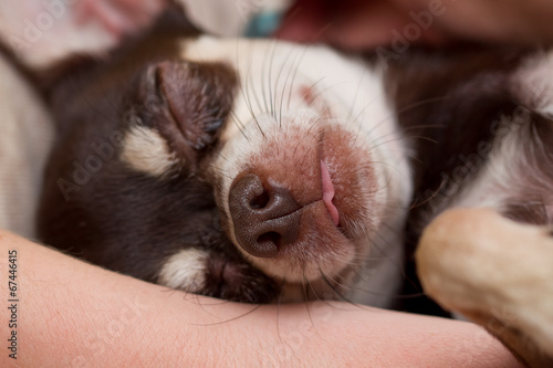 muzzle of chihuahua