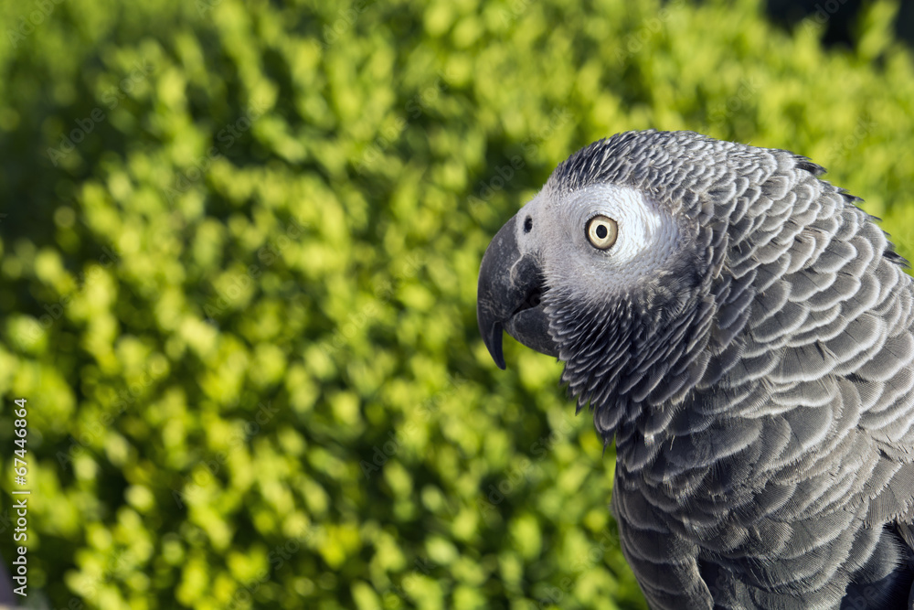 Obraz premium Grey Parrot green background
