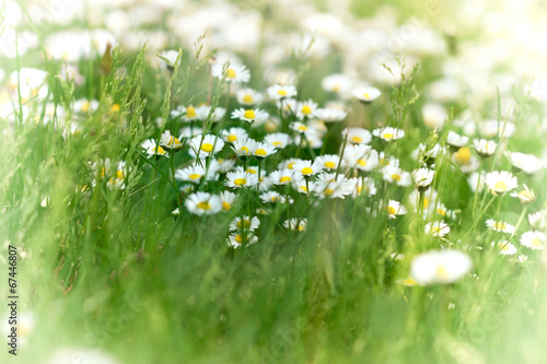 Fototapeta Naklejka Na Ścianę i Meble -  Little daisy in grass