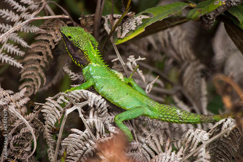 Eidechse  Horton Plains National Park  Sri Lanka