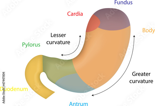 Slika na platnu Color Anatomy of the Stomach