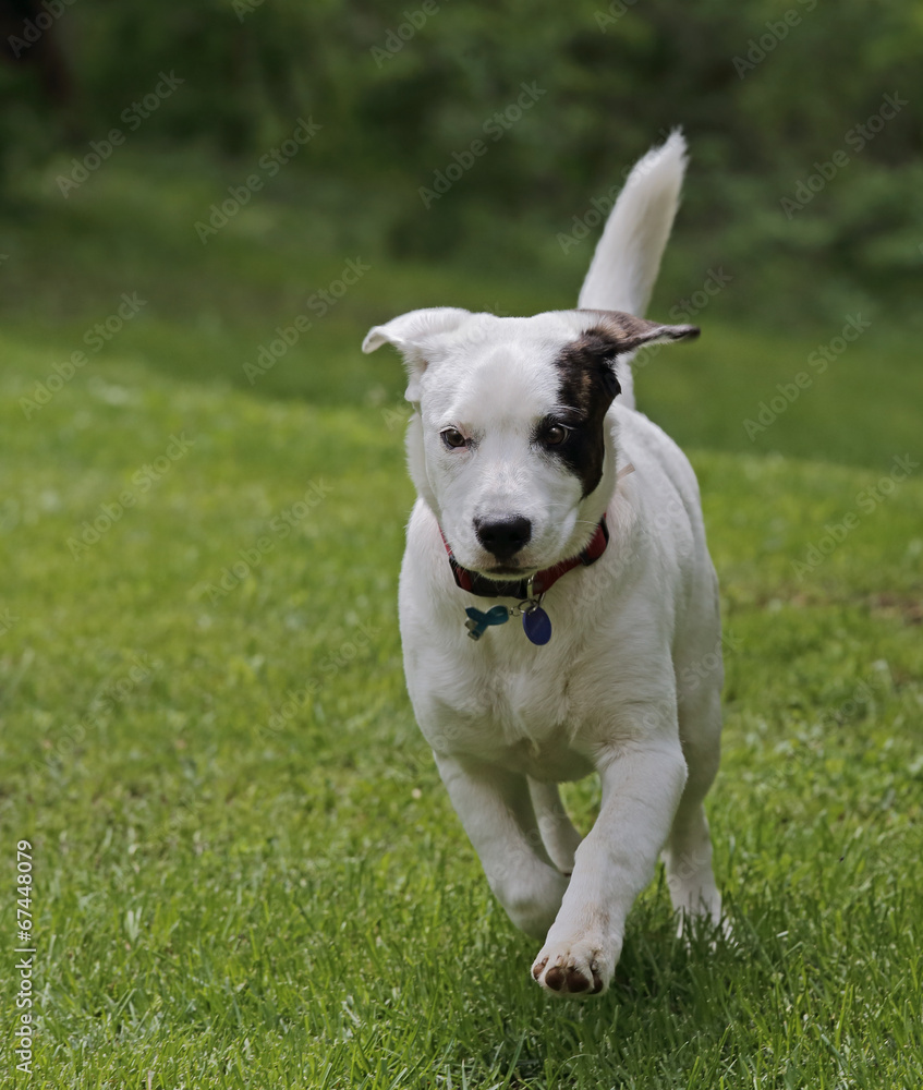 Running Dog