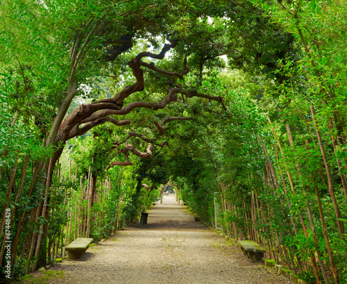 Boboli Gardens. Florence Italy #67448428
