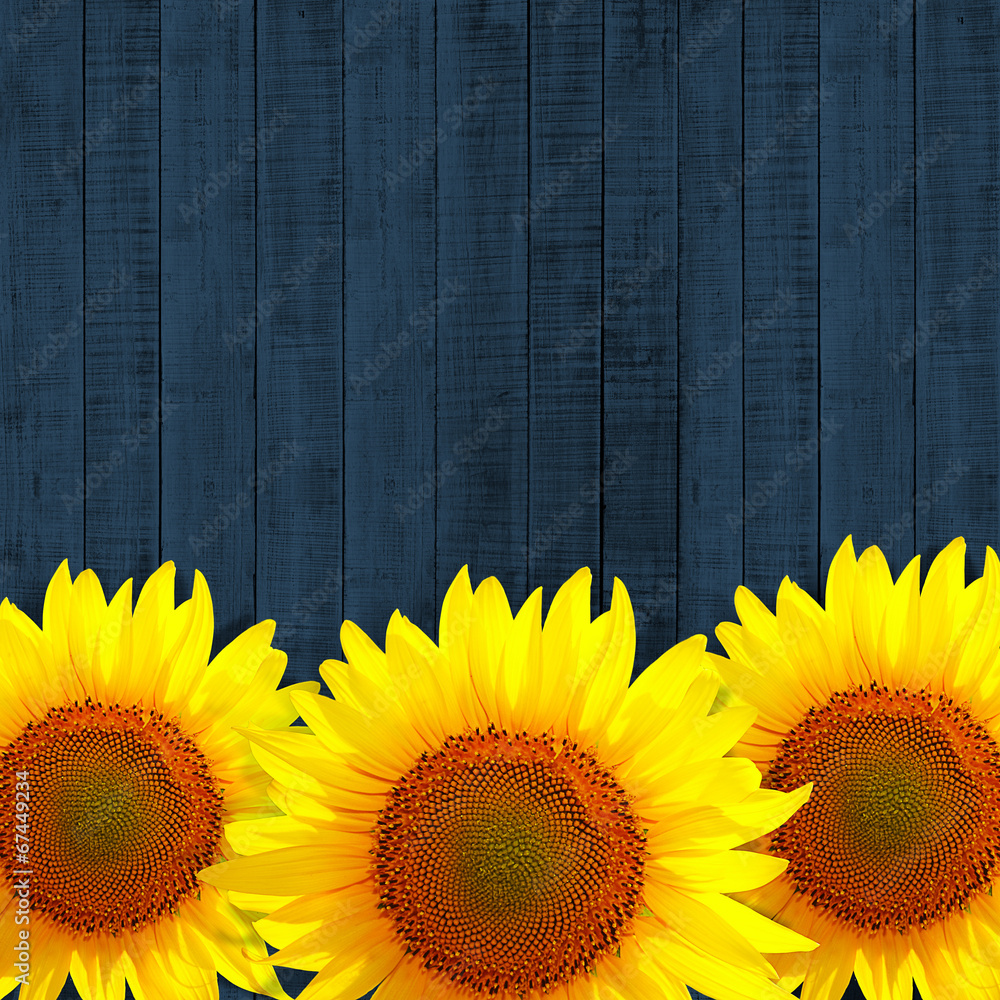 Fototapeta premium sunflower leaning on dark blue wooden background