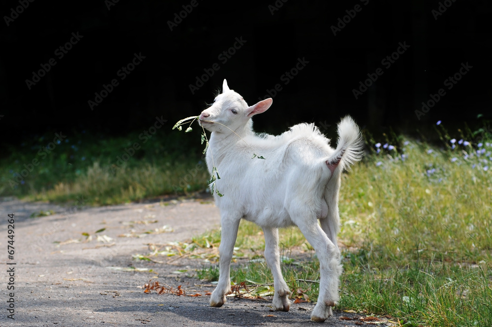 Obraz premium Little goat