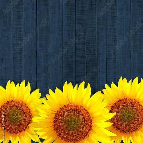 Fototapeta Naklejka Na Ścianę i Meble -  sunflower leaning on dark blue wooden background