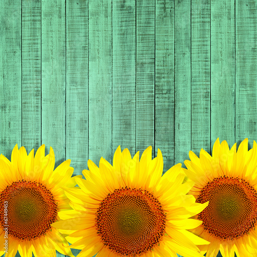 Fototapeta Naklejka Na Ścianę i Meble -  sunflower leaning on green wooden background